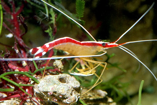 LYSMATA AMBOINENSIS